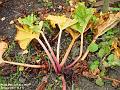 2002-1030Rhubarb